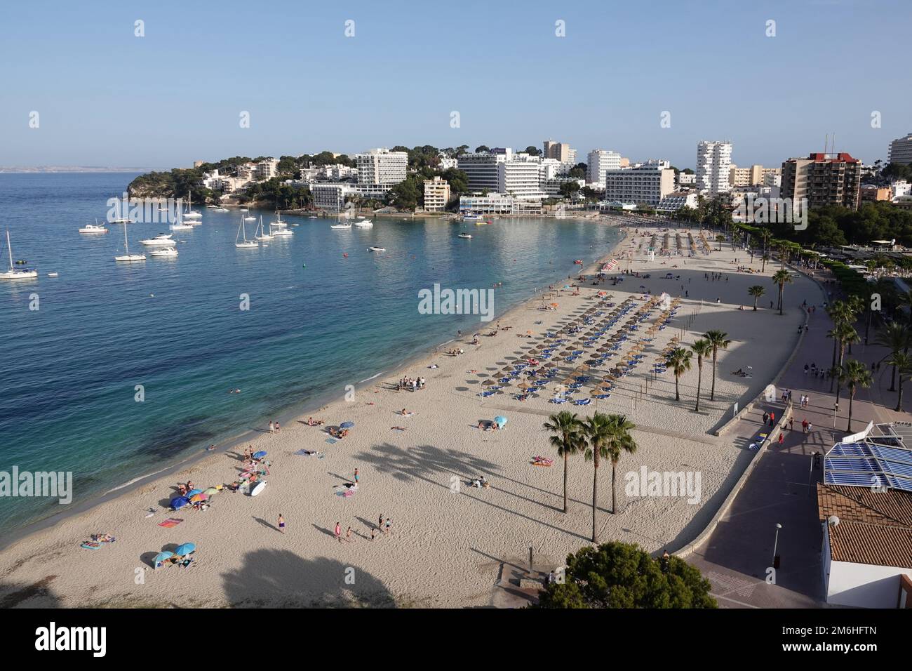 Una spiaggia a Palma Nova e Magaluf, Maiorca, Spagna, in estate con ombrelloni, lettini e palme sulla spiaggia Foto Stock