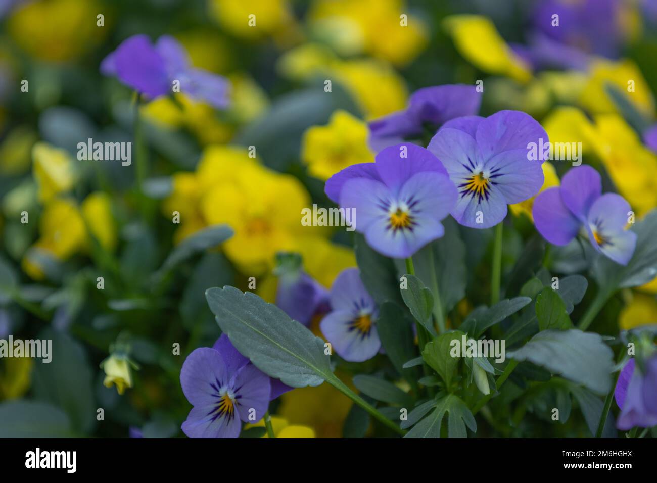 Primo piano di fiori di pancia (viola) in viola e bianco Foto Stock