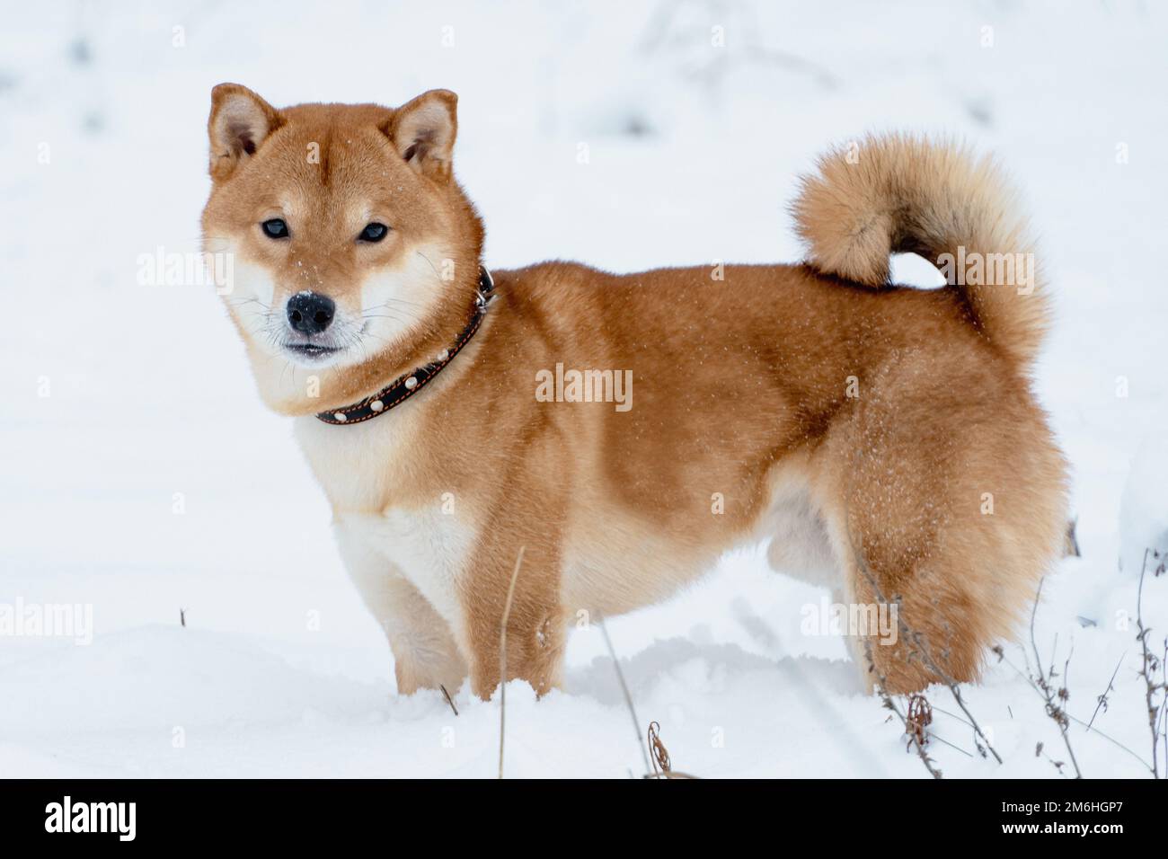 Il cane giapponese Shiba Inu gioca nella neve in inverno. Foto Stock