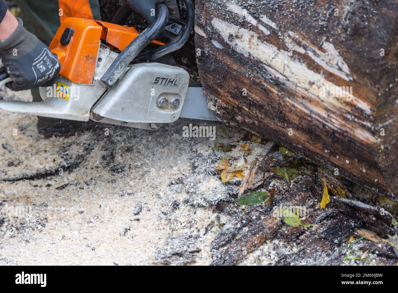 Neuwied, Germania - 22 ottobre 2022: H una motosega Stihl tagliava un tronco d'albero che giace sul terreno. Stihl è un produttore tedesco di catene Foto Stock