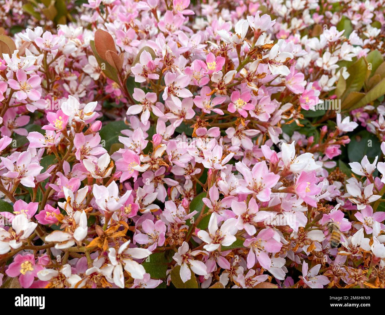 Piante di fiori selvatici rosa e bianco nella California del Sud Foto Stock