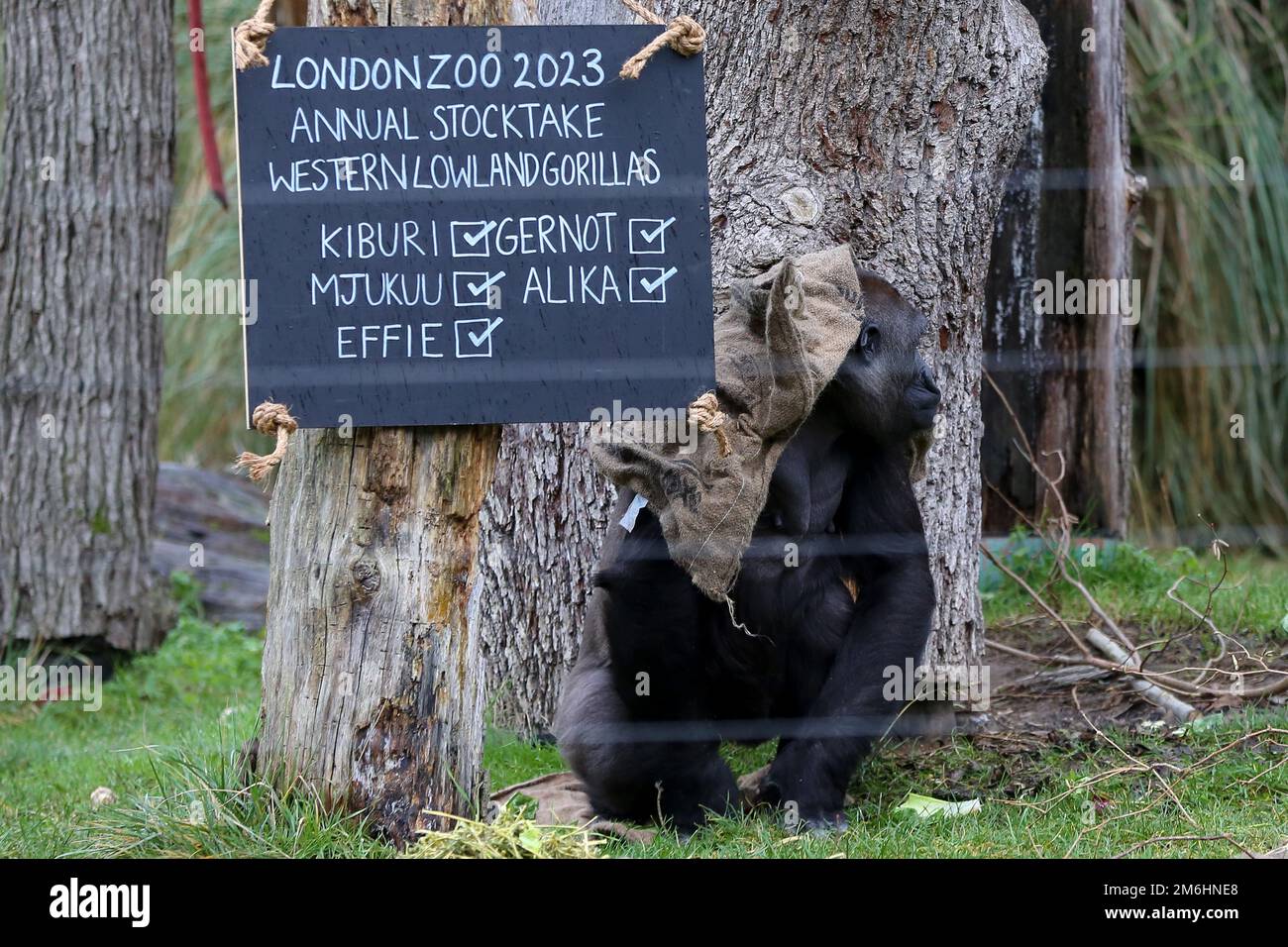 Un gorilla Western di pianura visto durante la stocktake annuale allo ZSL London Zoo. L'evento annuale di stocktake si svolge all'inizio di ogni anno e richiede quasi una settimana per completare le informazioni che vengono condivise con i giardini zoologici di tutto il mondo. Foto Stock