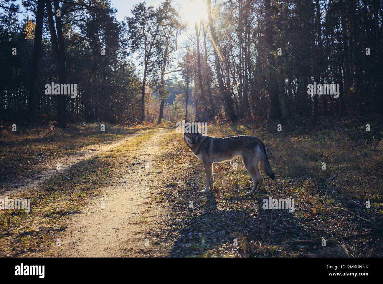 Cane Tamaskan su una strada forestale durante l'autunno in Polonia Foto Stock