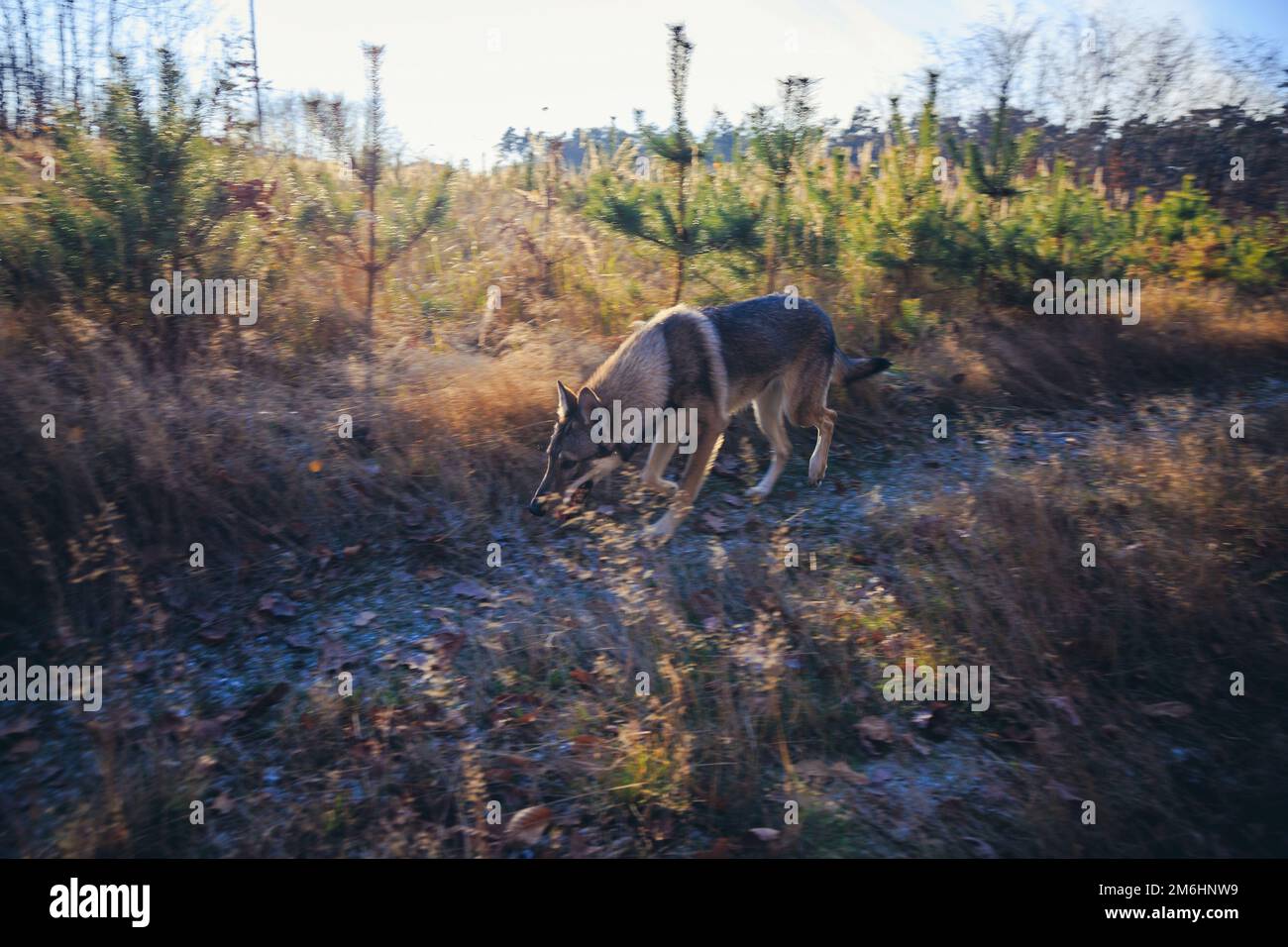 Cane Tamaskan su un sentiero forestale durante l'autunno in Polonia Foto Stock