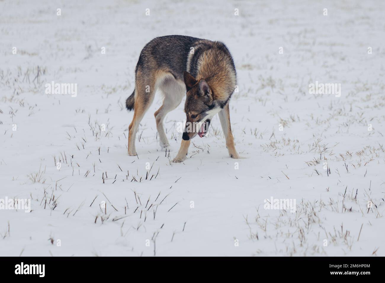 Cane Tamaskan su un prato coperto di neve durante l'inverno in Polonia Foto Stock