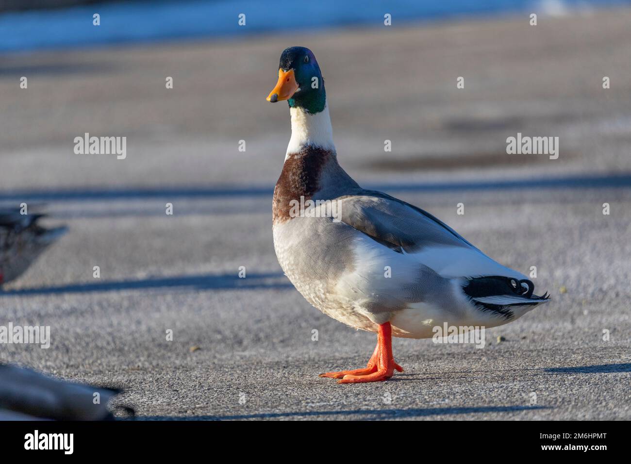 Il Mallard - anatra selvatica (Anas platyrhynchos) Foto Stock