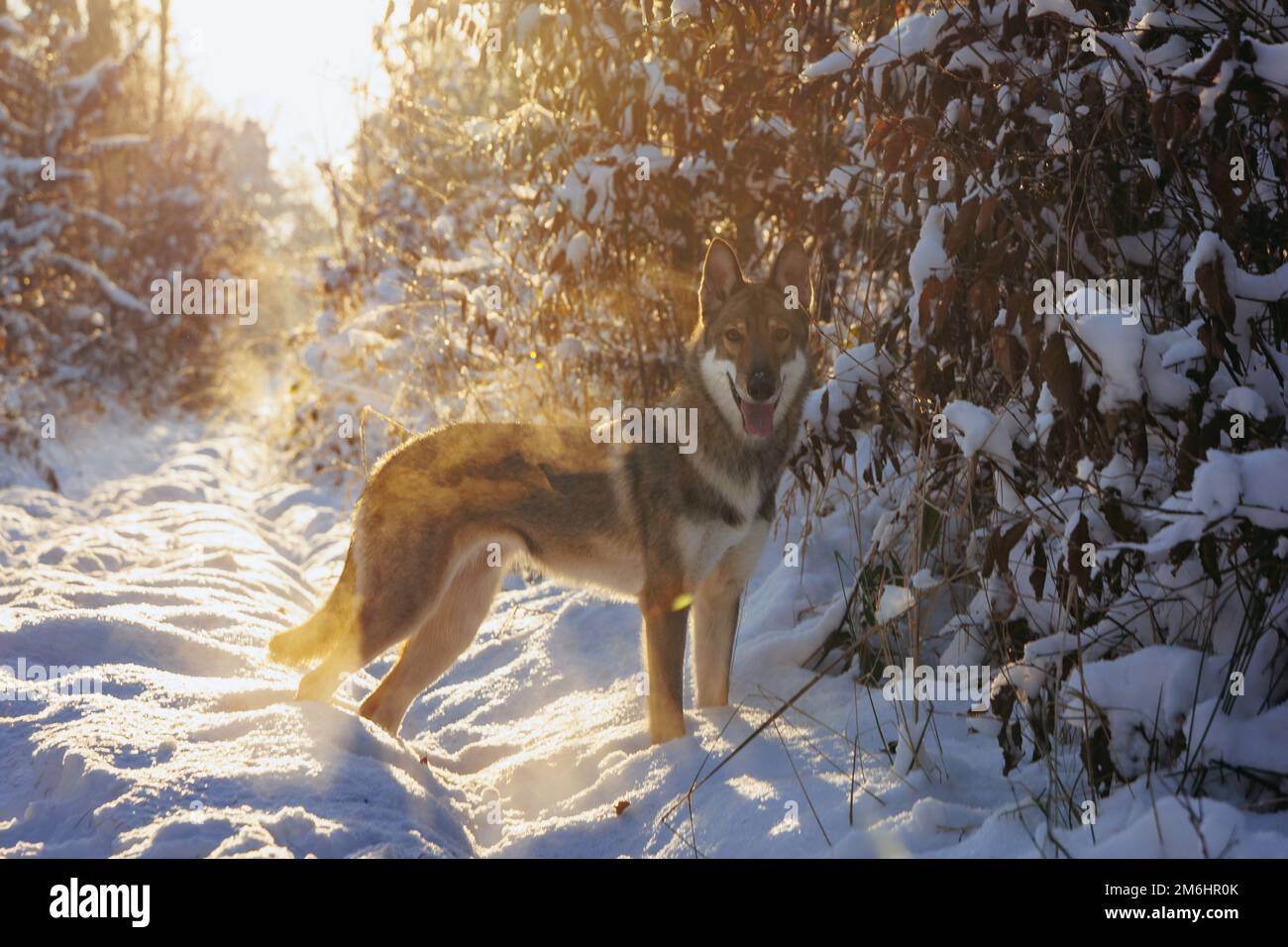 Cane Tamaskan durante la passeggiata invernale in una foresta Foto Stock