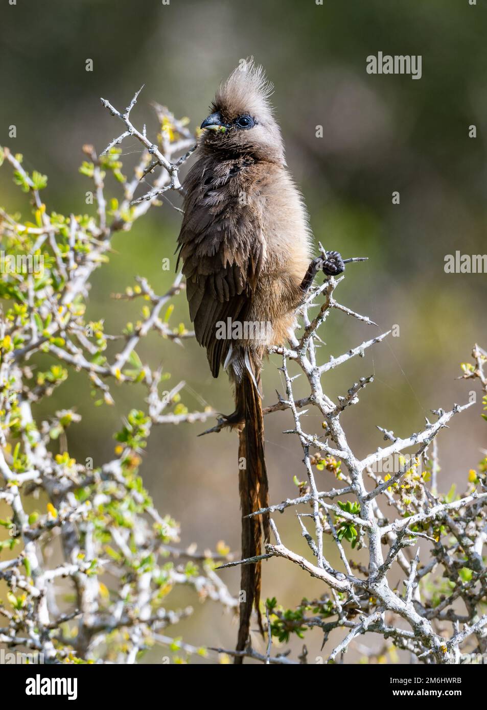 Un Mousebird (Colius striatus) punteggiato su un ramo. Capo Occidentale, Sudafrica. Foto Stock