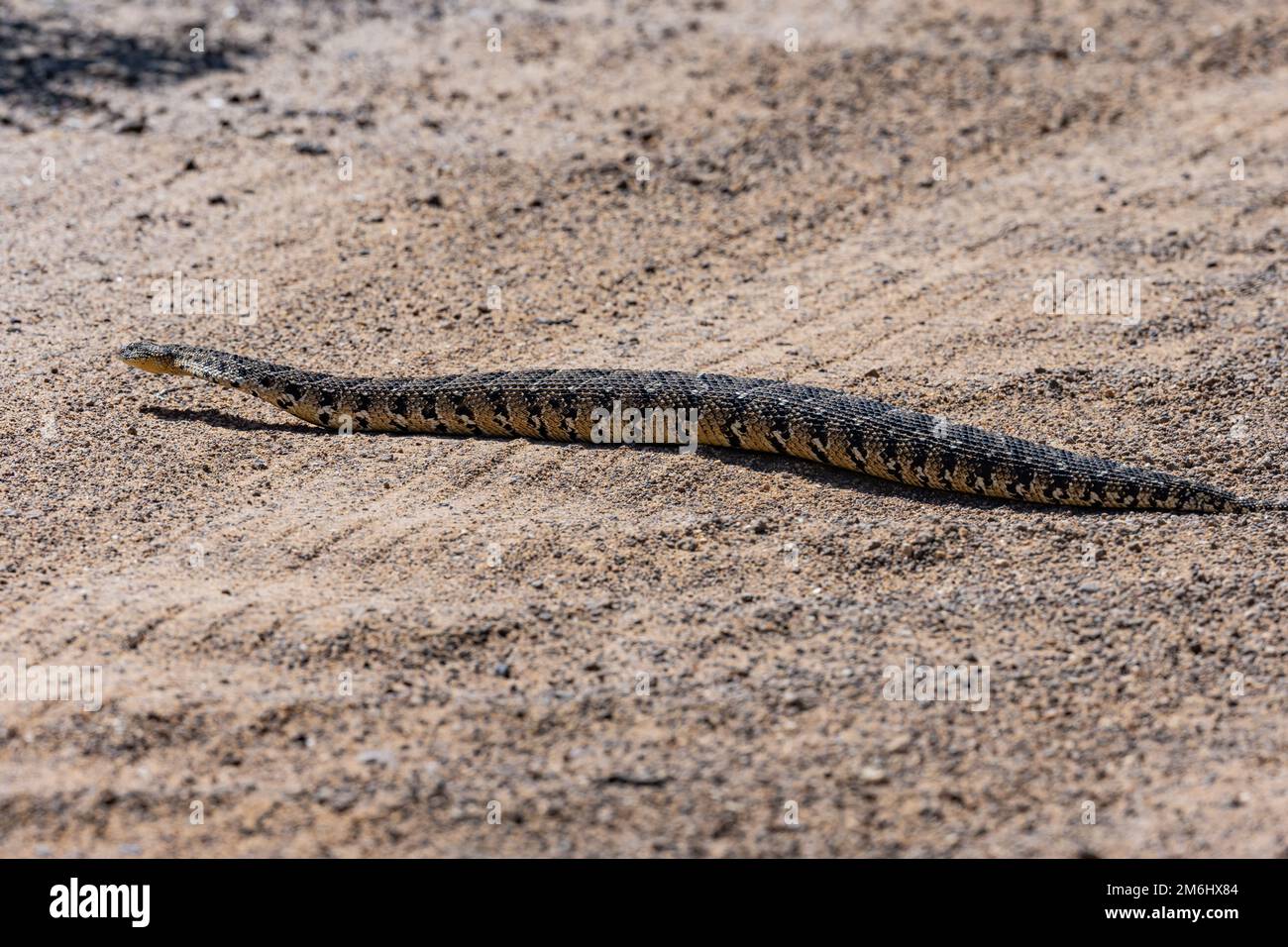 Un serpente sommatore di Puff comune (Bitis arietans arietans) su una strada sterrata. Capo Occidentale, Sudafrica. Foto Stock