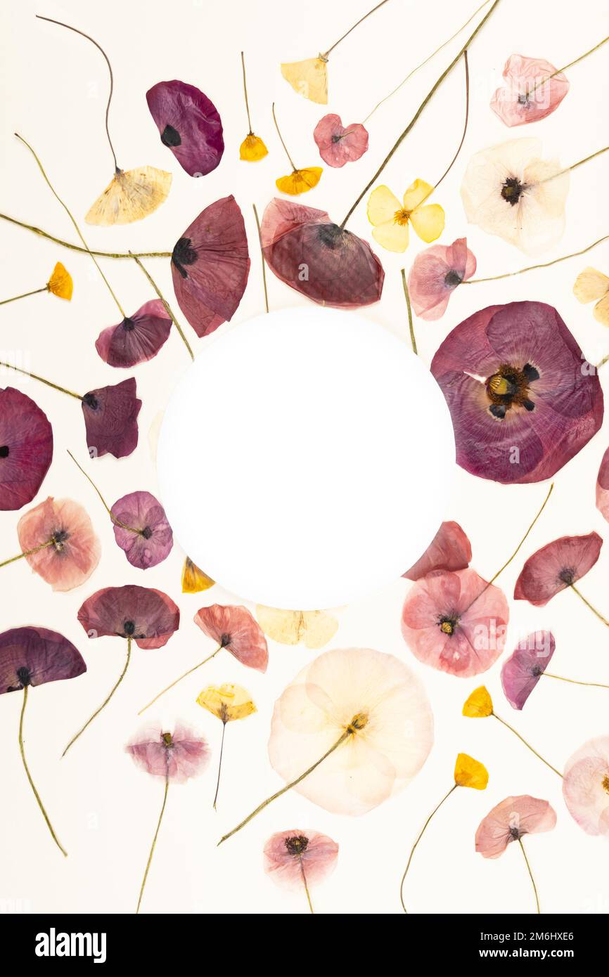Composizione modello di fiori secchi pressati di papaveri da campo in forma di cerchio. Mockup per biglietto di auguri, invito di nozze. Foto Stock