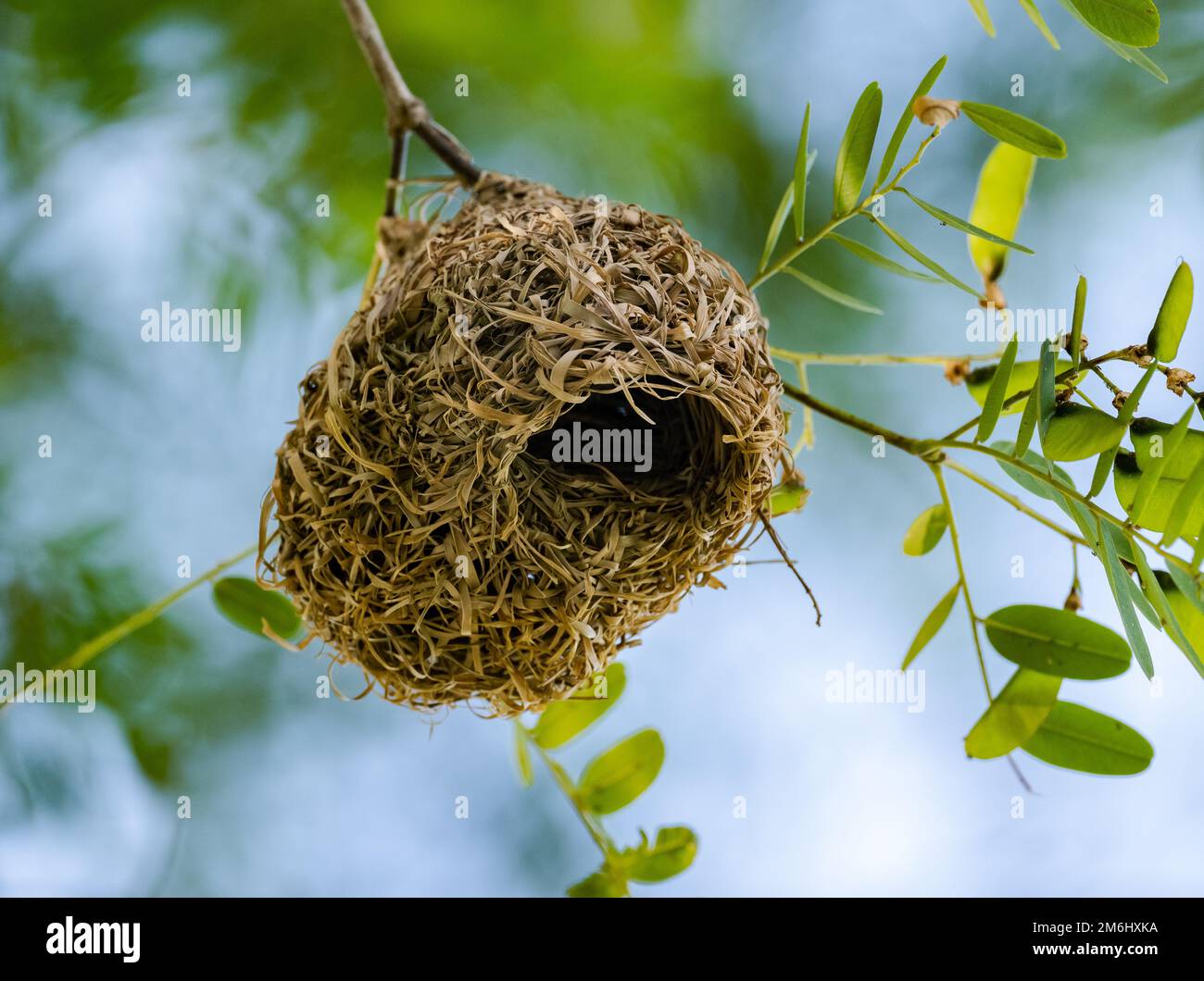 Delicatamente costruito nido di un Masked Weaver meridionale (Ploceus velatus). Capo Occidentale, Sudafrica. Foto Stock