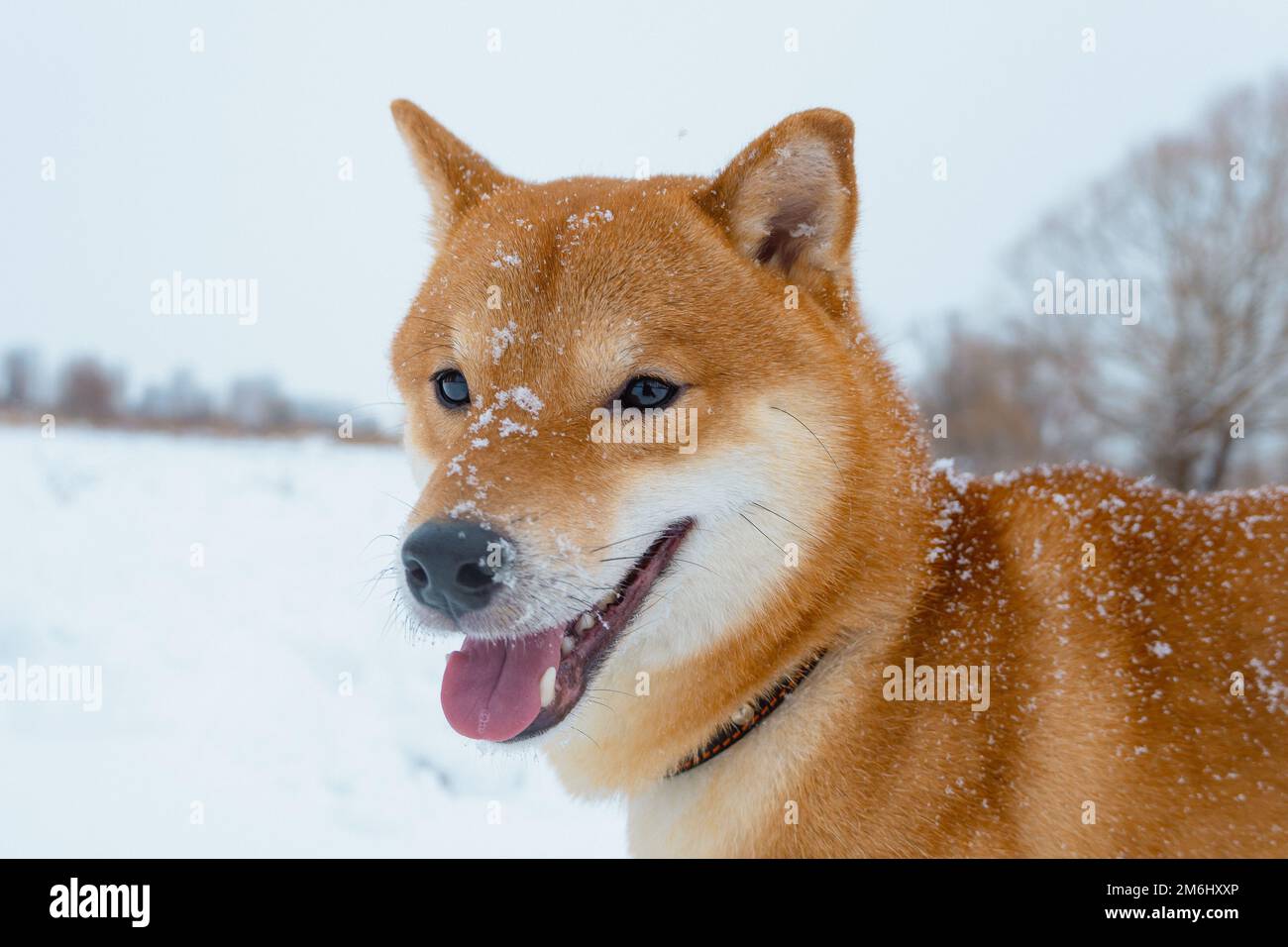 Il cane giapponese Shiba Inu gioca nella neve in inverno. Foto Stock