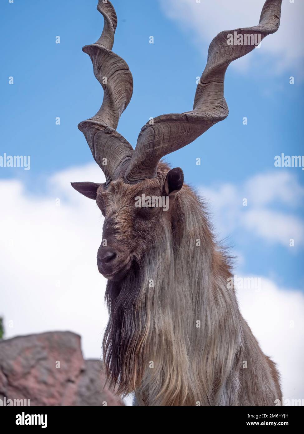 Bella capra di montagna con corna lunghe elicoidali sullo sfondo di rocce Foto Stock