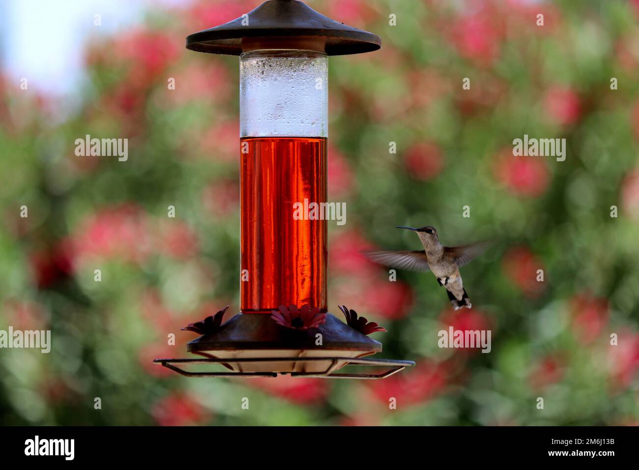 primo piano di colibrì nel giardino che fioca e mangiare da alimentatore Foto Stock