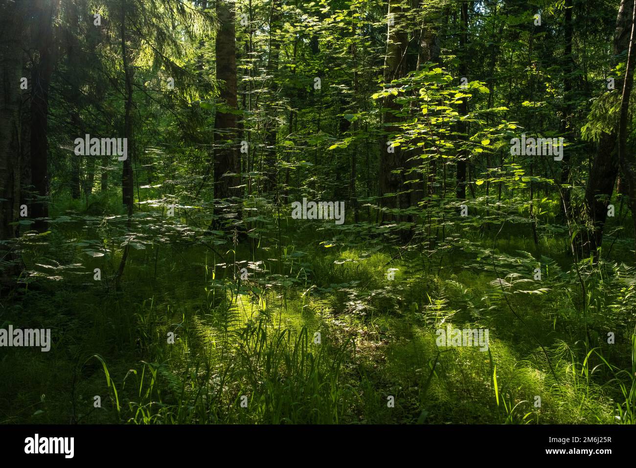 Paesaggio forestale con alberi e sole Foto Stock