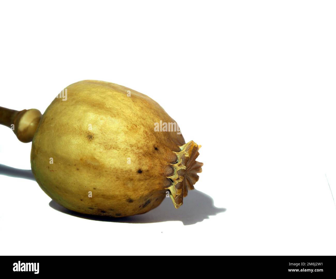 Testa di papavero di oppio secca isolata su sfondo bianco. Foto Stock