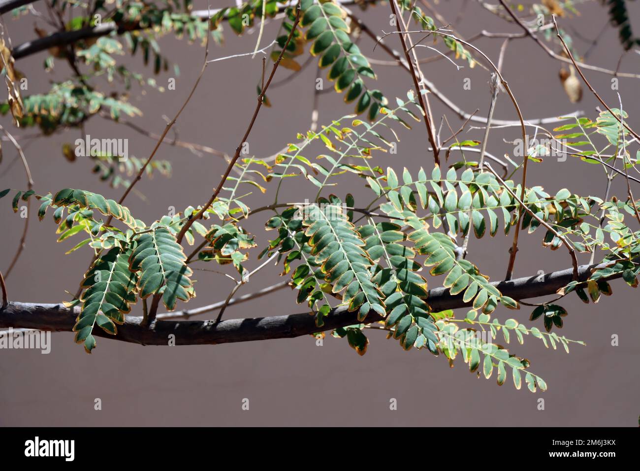 Albero di Tipu (Tipuana tipu) - frutti e foglie Foto Stock