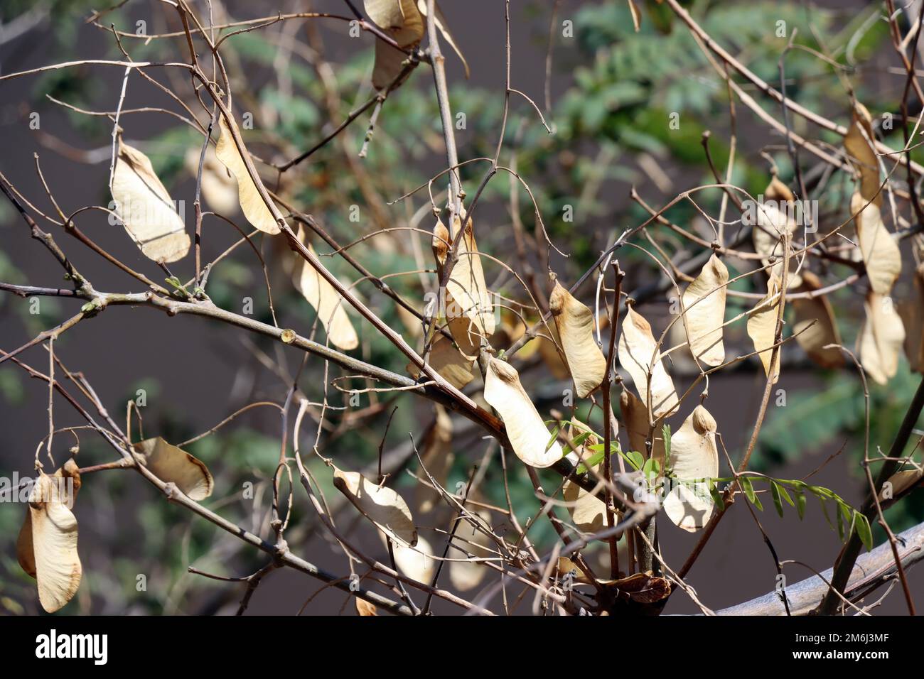 Albero di Tipu (Tipuana tipu) - frutti e foglie Foto Stock