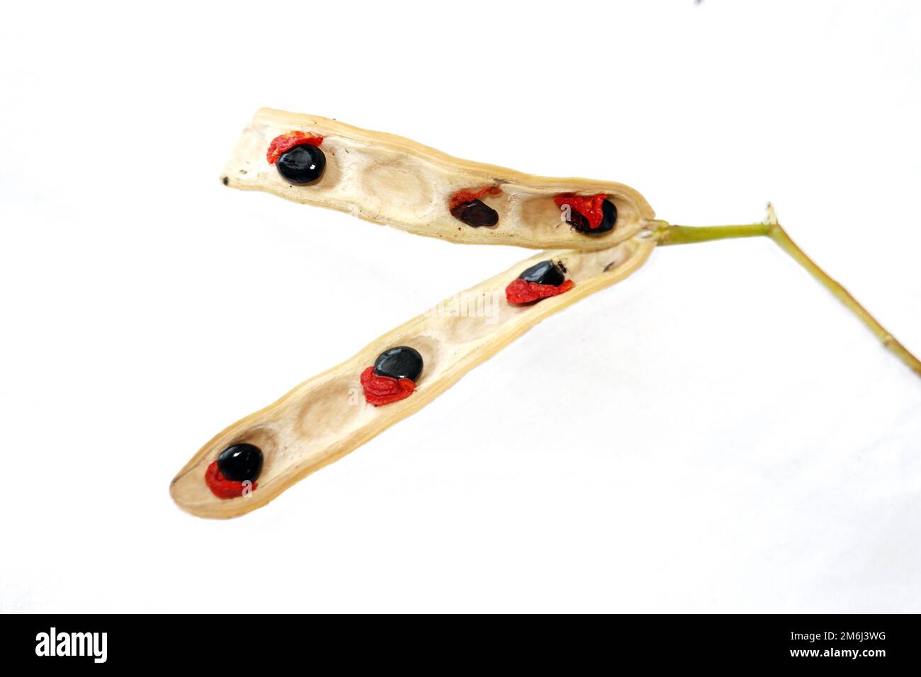 Salicina di acacia - Pod con semi Foto Stock