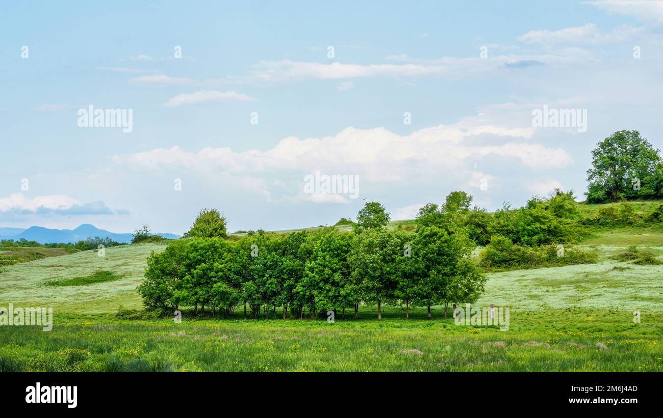 paesaggio lussureggiante e alberi Foto Stock