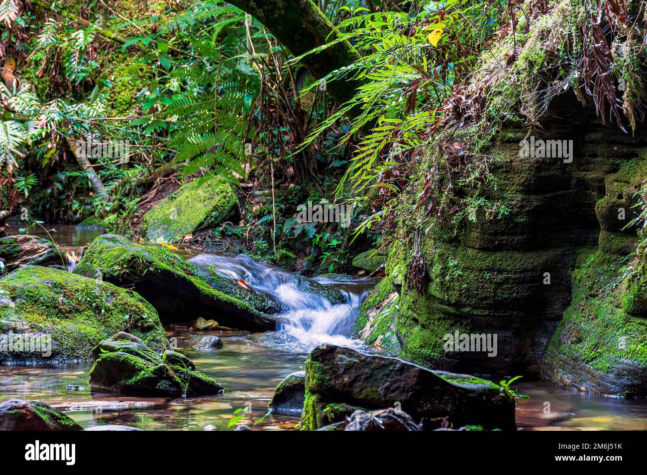 Piccolo ruscello che scorre attraverso le rocce mossy all'interno della foresta pluviale Foto Stock