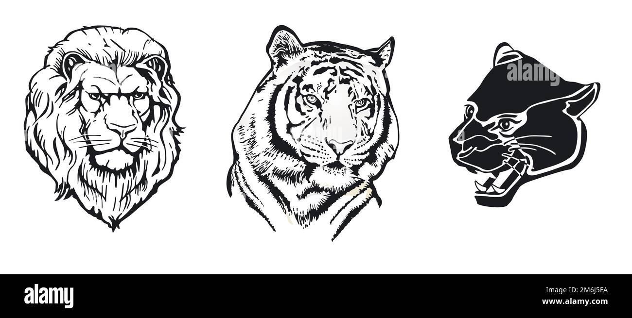 Tiger Lion Panther isolato su sfondo bianco. Illustrazione Foto Stock