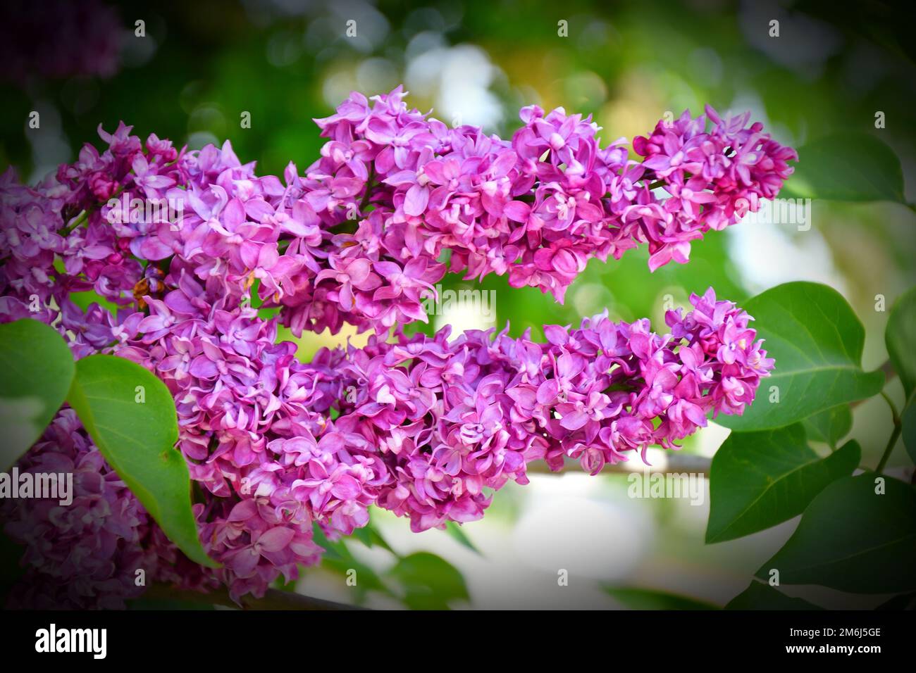 Terry lilla (doppia) rosa-viola pallido nel giardino primaverile Foto Stock