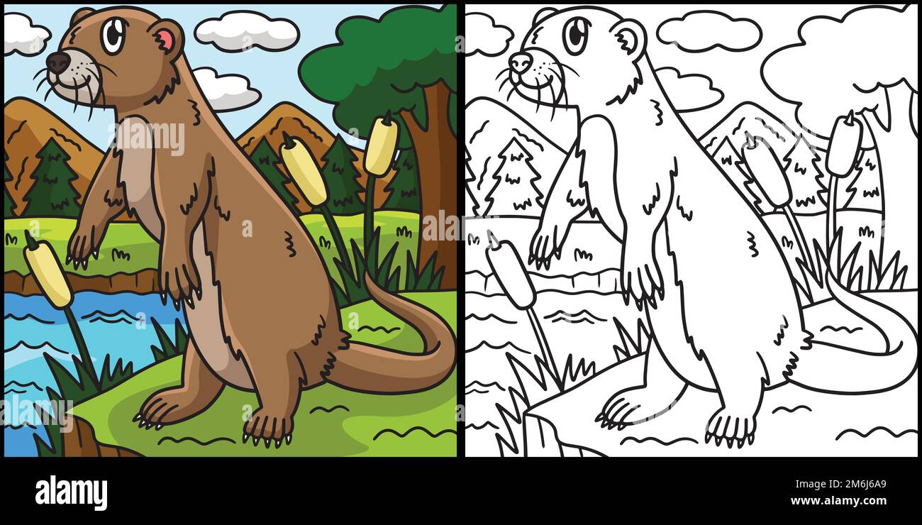 River Otter colorazione pagina Illustrazione colorata Illustrazione Vettoriale