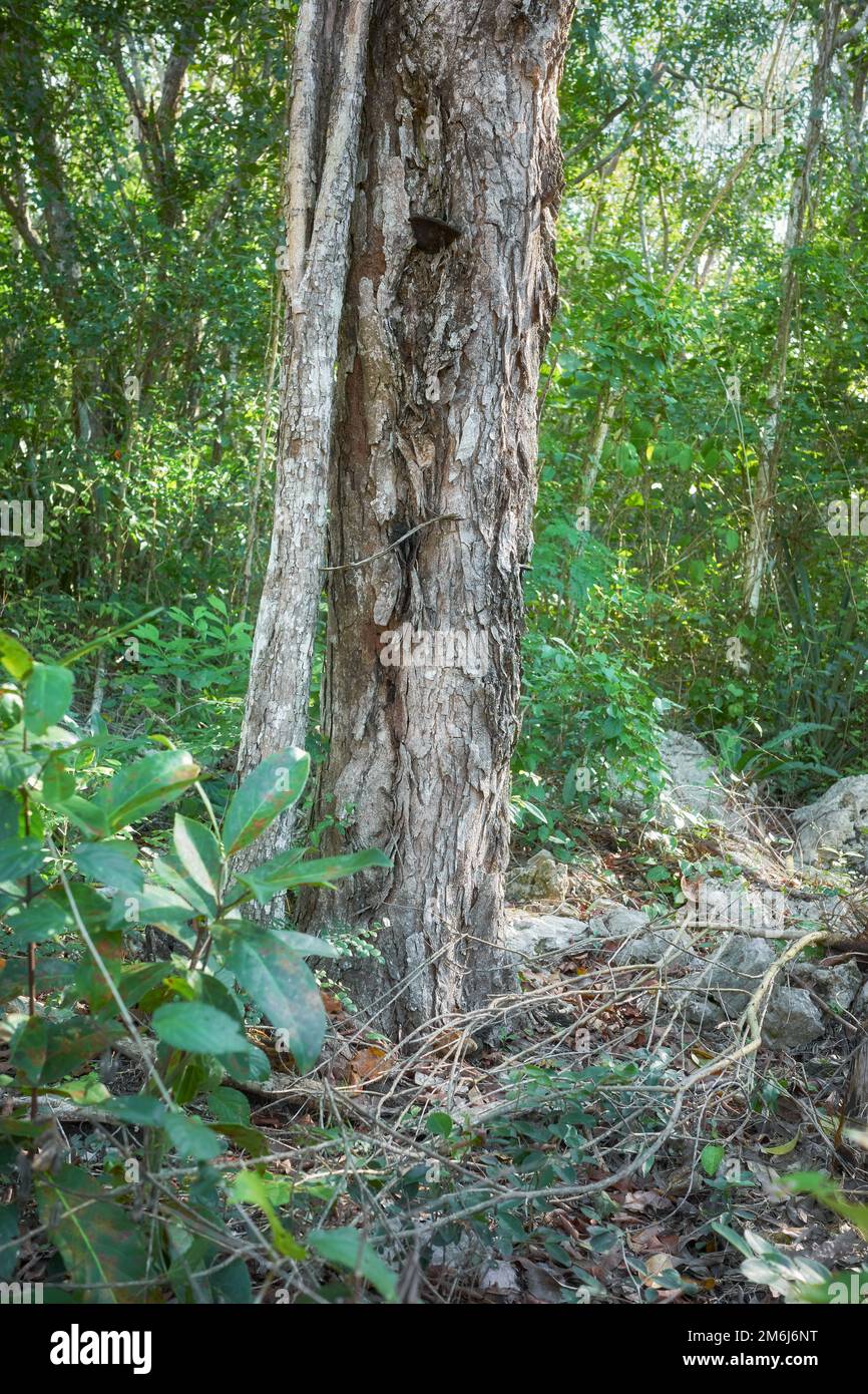 Foresta tropicale giungla nella penisola dello Yucatan, fuoco selettivo, Messico. Foto Stock