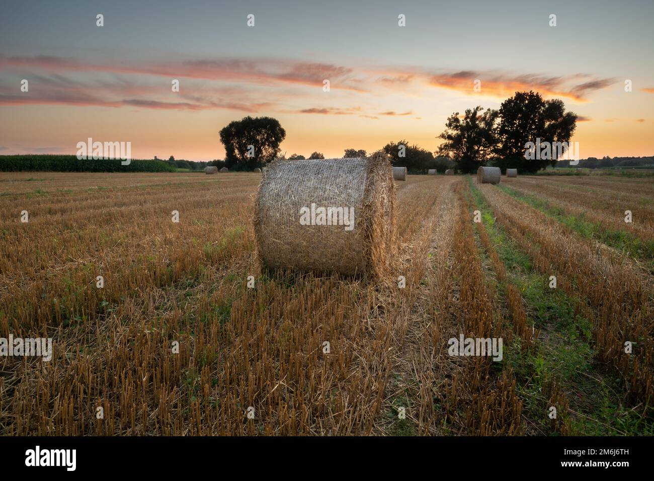 Balle rotonde di fieno giacenti sulla stoppia e sul cielo della sera Foto Stock