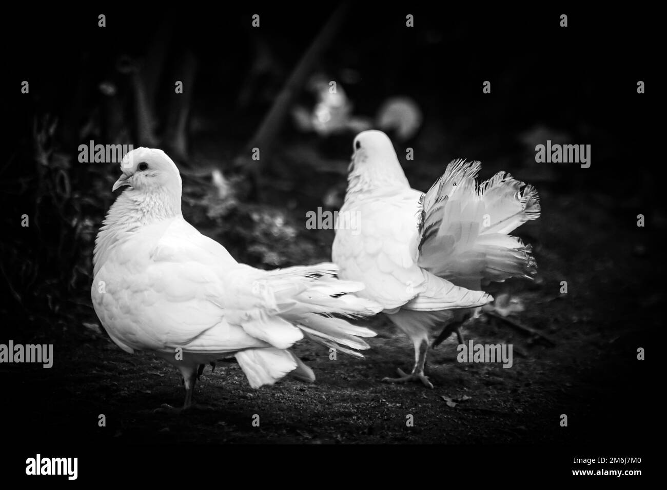 Due piccioni bianchi in bianco e nero Foto Stock