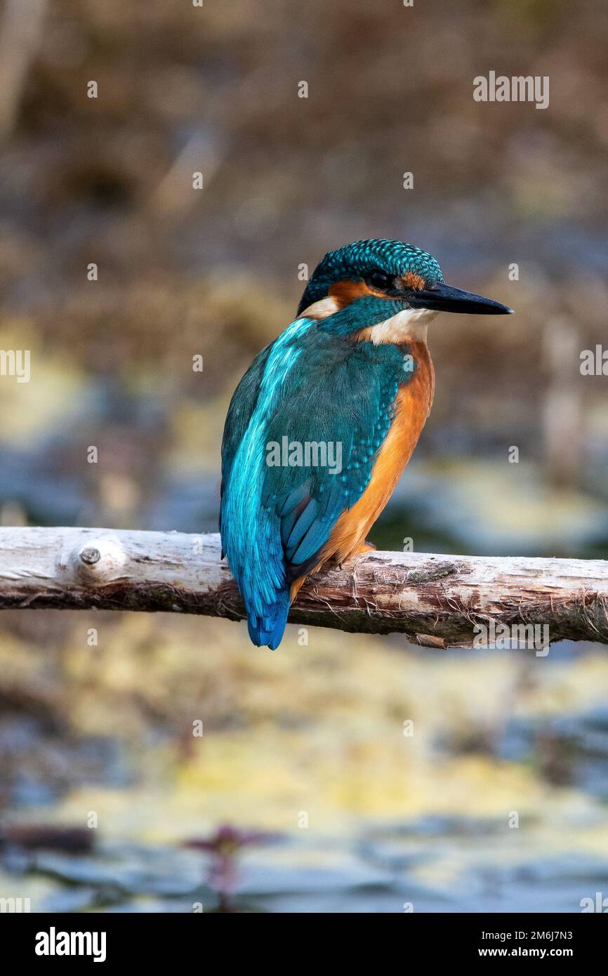 Martin pescatore maschile giovanile arroccato su un ramo della riserva naturale Lakenheath Fen a Suffolk, Regno Unito. Estate 2022 Foto Stock