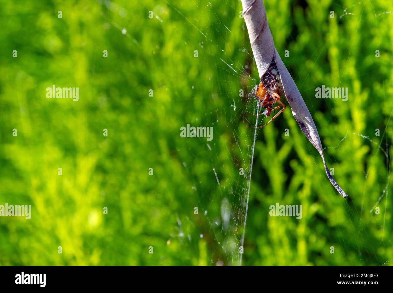 Australian Garden Orb Weaver Spider (Argiope catenulata) Foto Stock