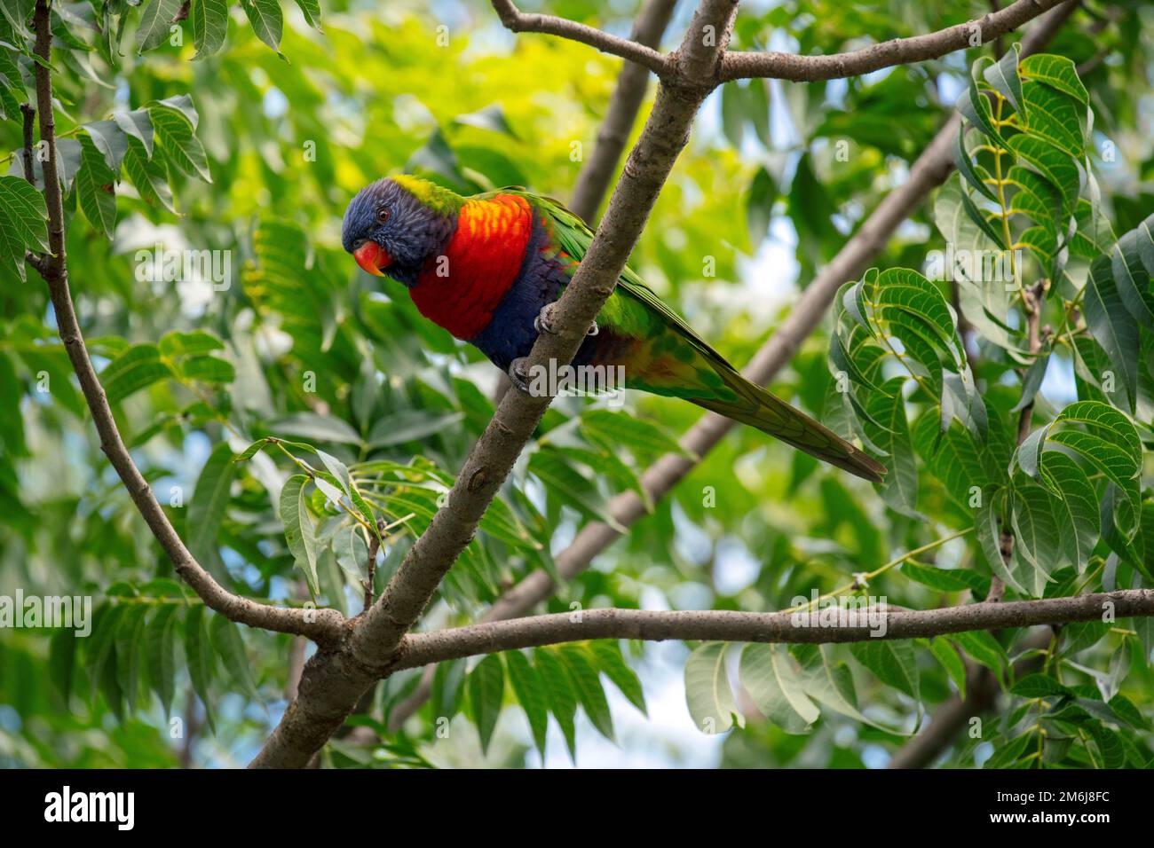 Rainbow Lorikeet (Trichoglossus moluccanus) Foto Stock