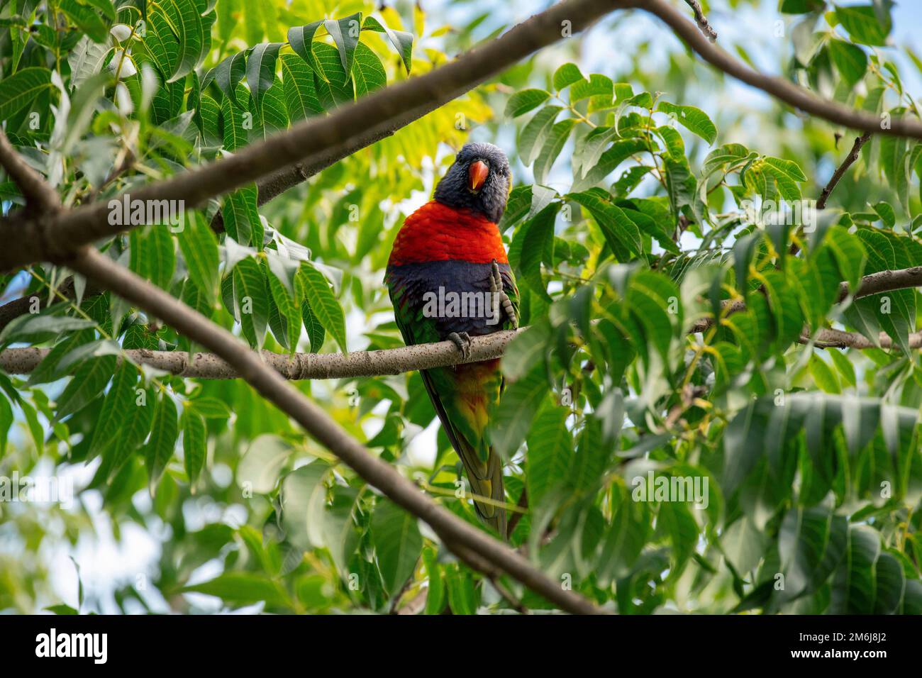 Rainbow Lorikeet (Trichoglossus moluccanus) Foto Stock