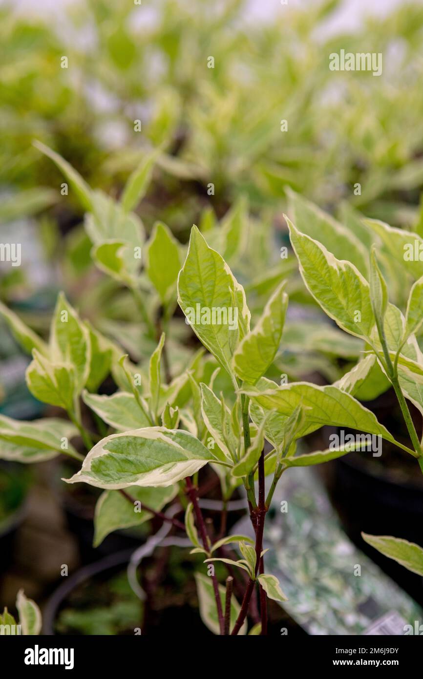 Foglie di Cornus alba. La pianta è anche conosciuta come il dogwood rosso-barrato, bianco o siberiano. Foto Stock