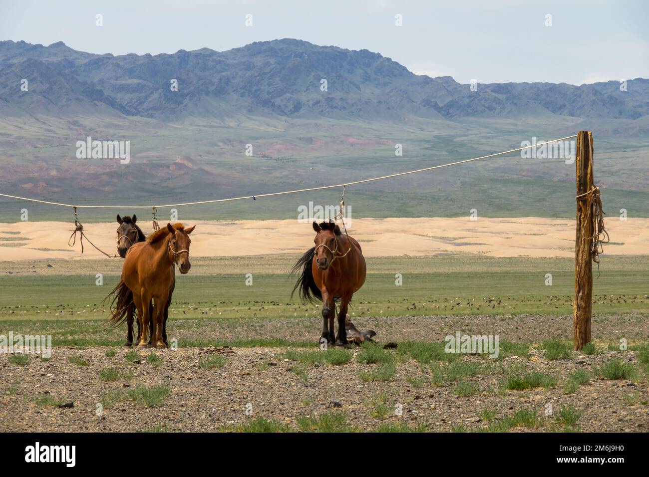 Il mongolo cavalli legati sul titolare della fune Foto Stock