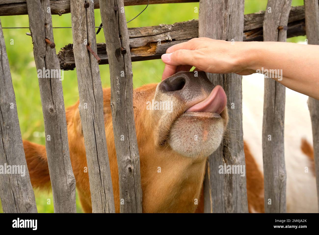 Una giovane vacca tocca mano con la lingua. Toro è salito attraverso un buco nella recinzione Foto Stock