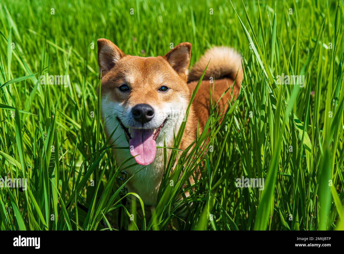 Buon cane shiba inu. Ritratto di sorriso del cane giapponese con capelli rossi. Foto Stock