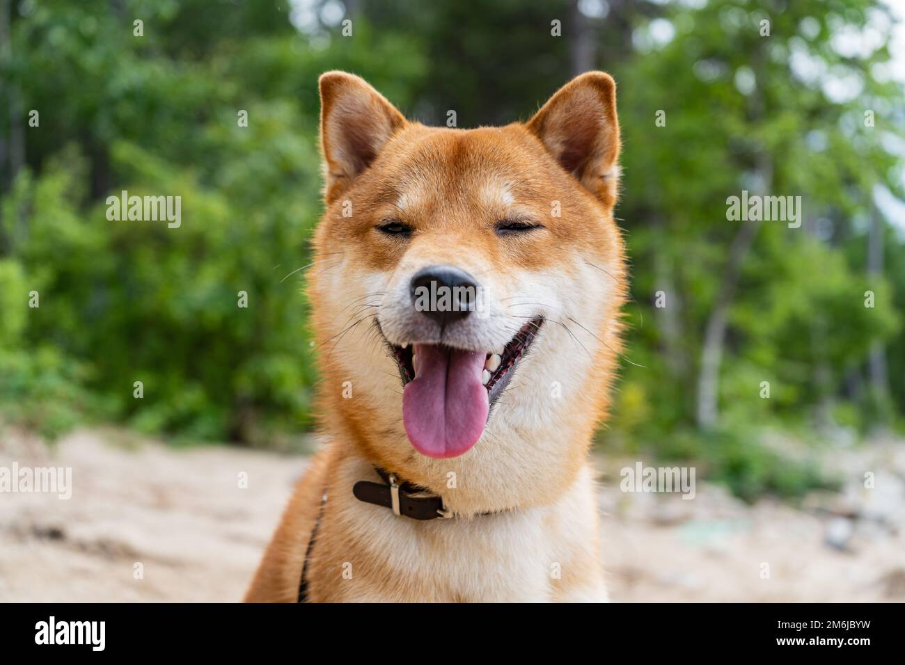 Buon cane shiba inu rosso. Ritratto di sorriso del cane giapponese con capelli rossi. Foto Stock