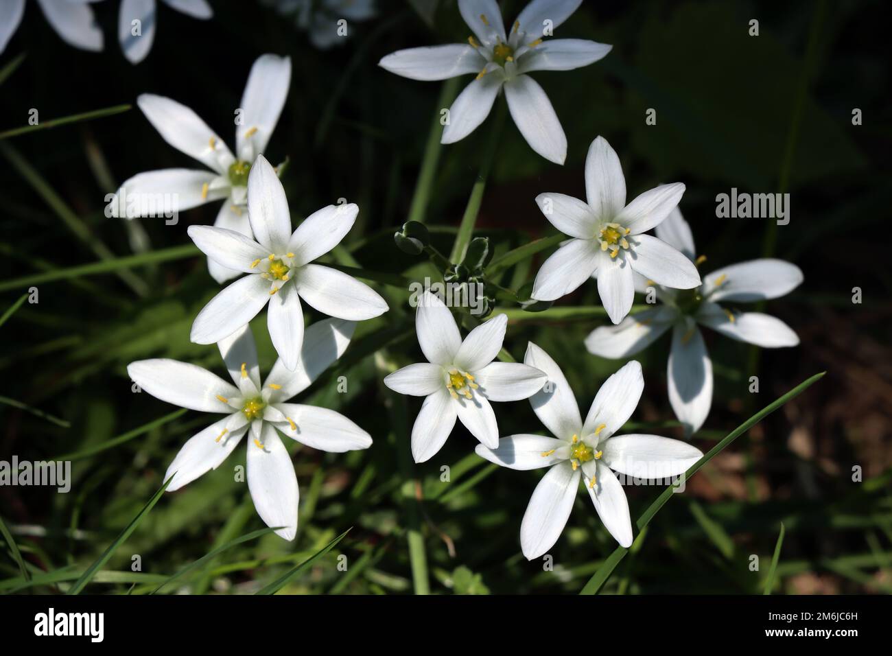 Stella del latte ombellato (Ornithogalum umbellatum), Stella del latte ombellato o Stella di Betlemme Foto Stock