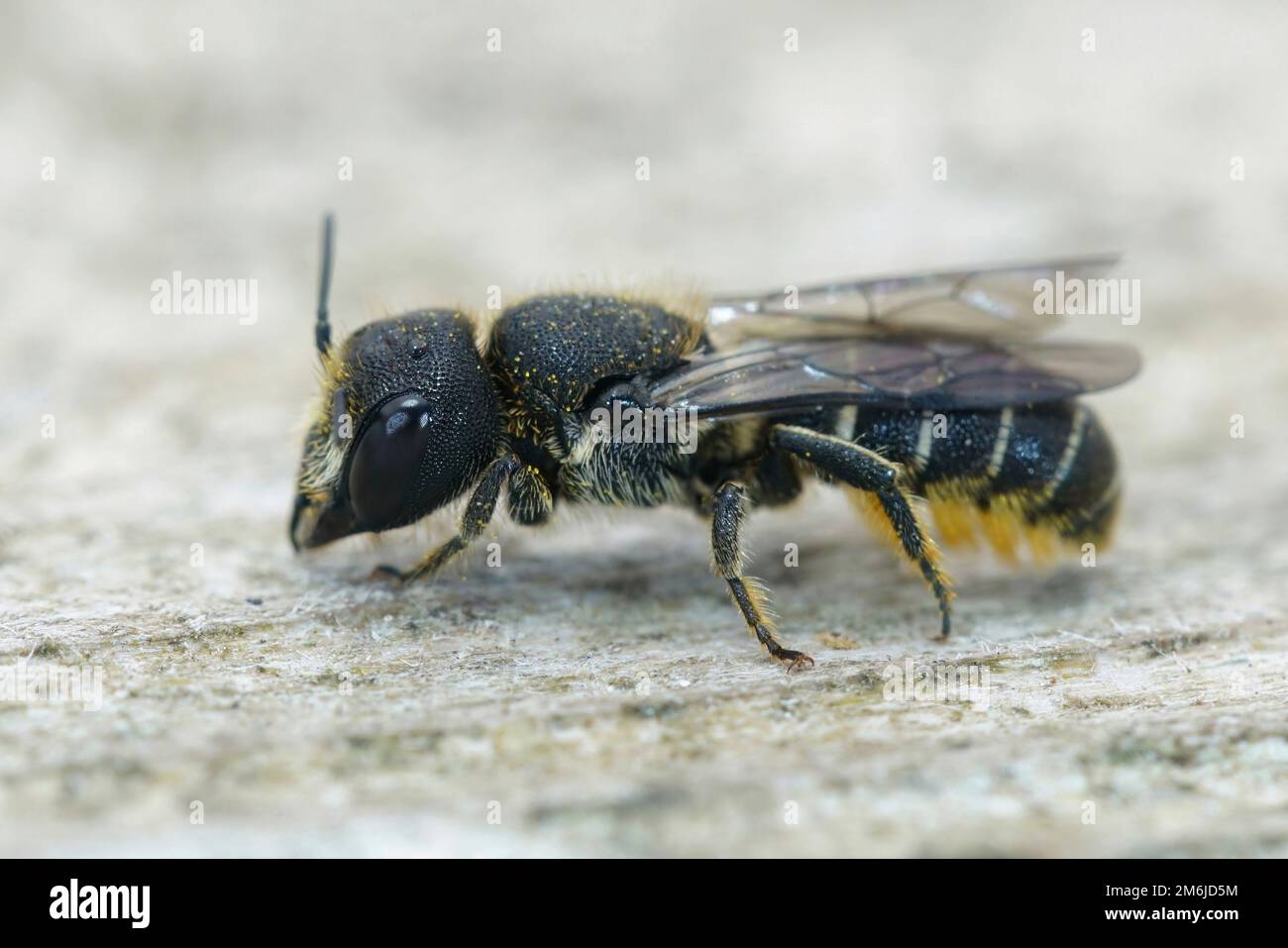 Primo piano su una bella femmina a testa larga, ape in resina blindata, truncorum Heriades seduto su legno Foto Stock