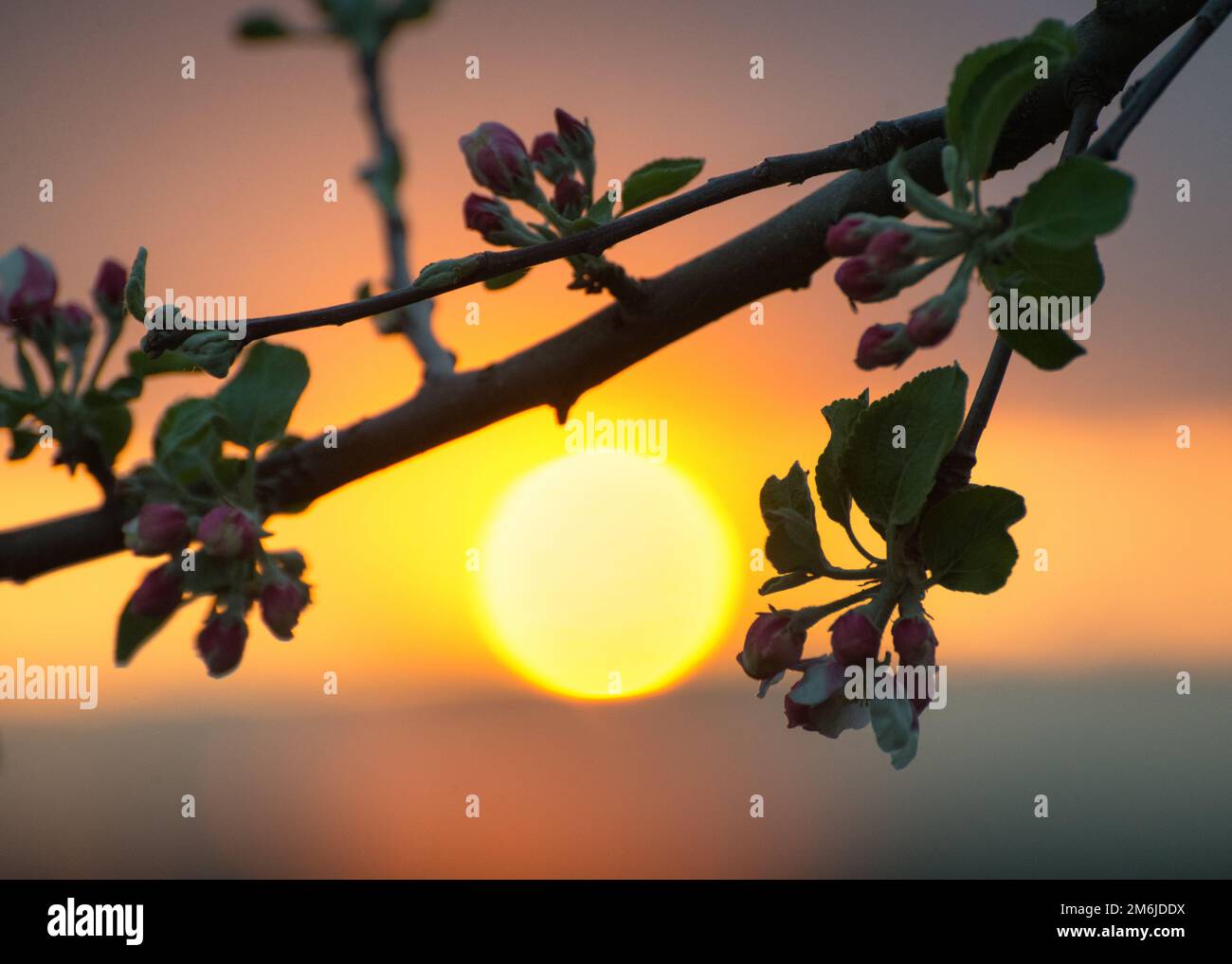 Tramonto dietro un albero fiorito di ciliegi Foto Stock