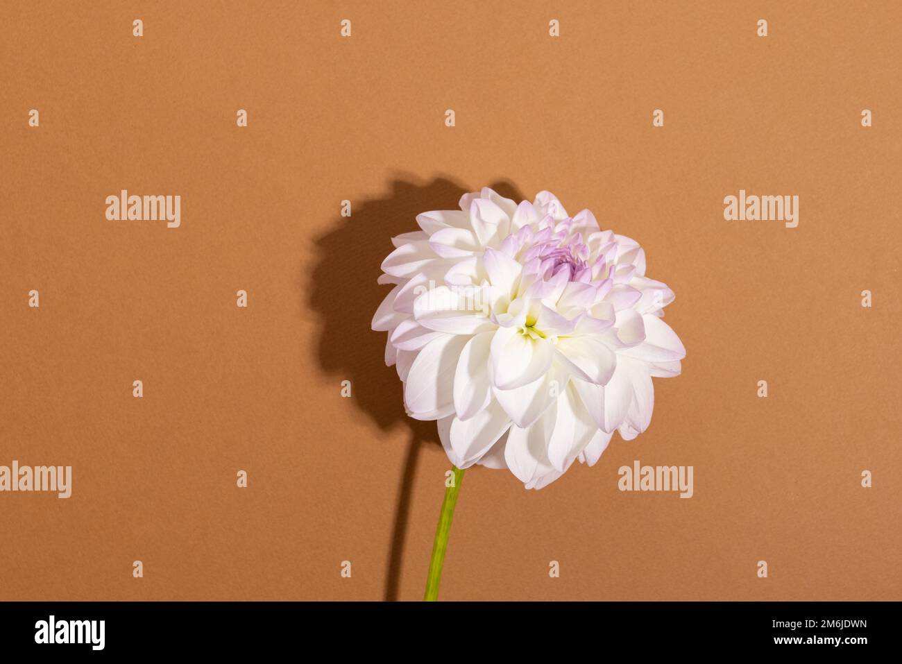 Bianco tenerezza dahlia primo piano shot. Vista macro con sfondo floreale morbido Foto Stock