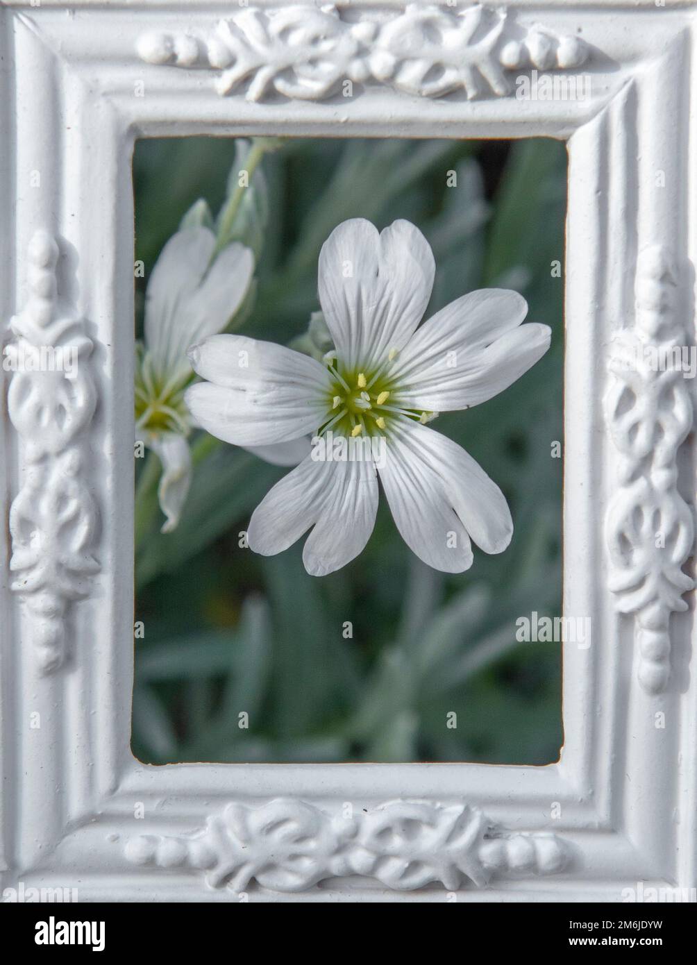 Fiore Ceraszio tomentosum o neve in estate fiori bianchi nella cornice ornamentale bianca. Foto Stock