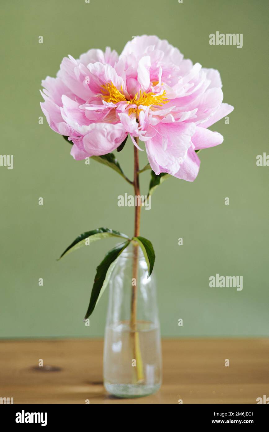 Bella peonies rosa fresco in vaso di vetro su sfondo verde.vita naturale moderna.sfondo floreale naturale Foto Stock