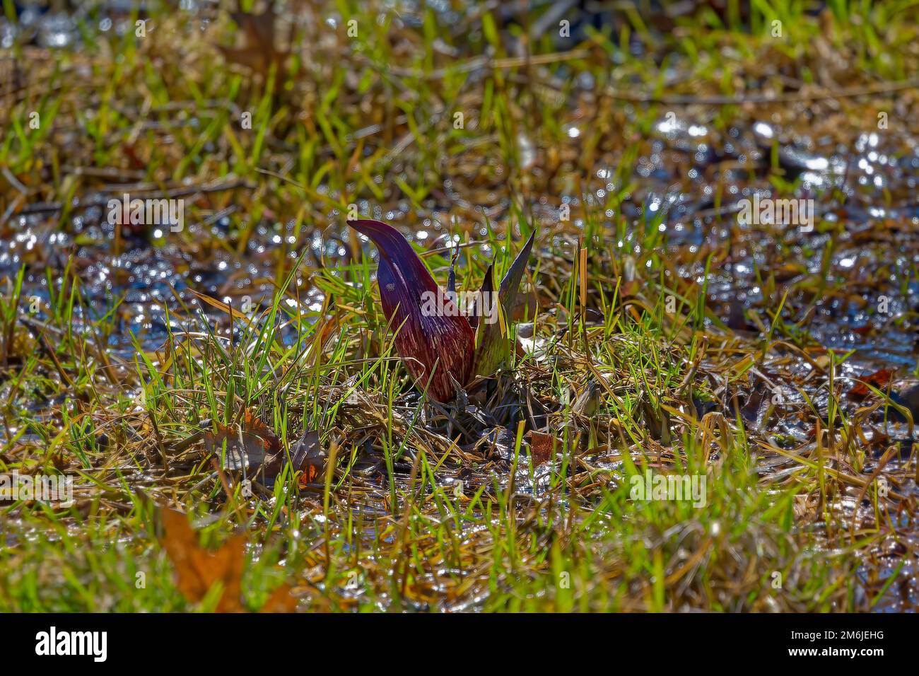 Cavolo Skunk (Symplocarpus foetidus) Foto Stock