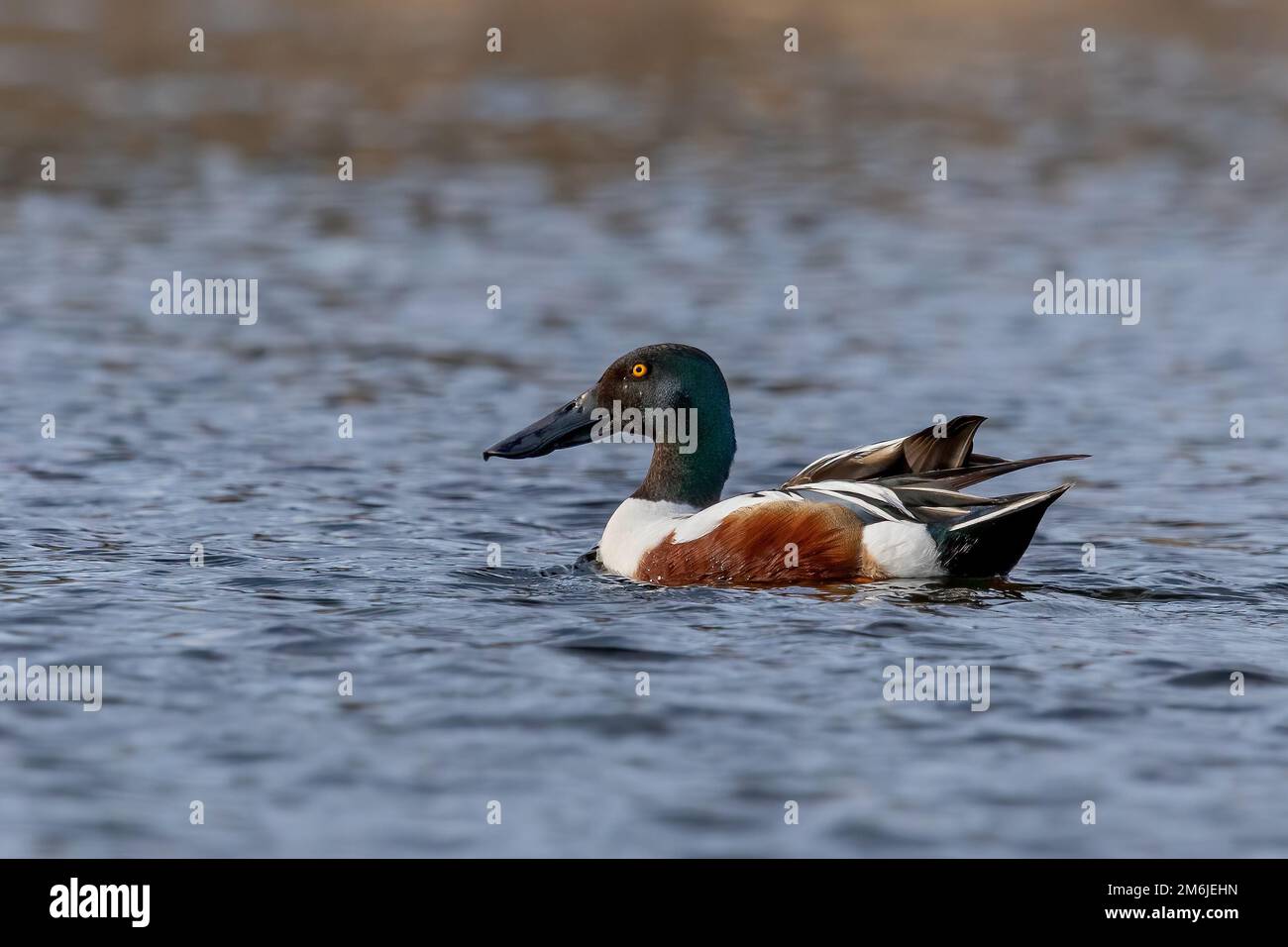 Pala settentrionale maschio (spatola clypeata) Foto Stock