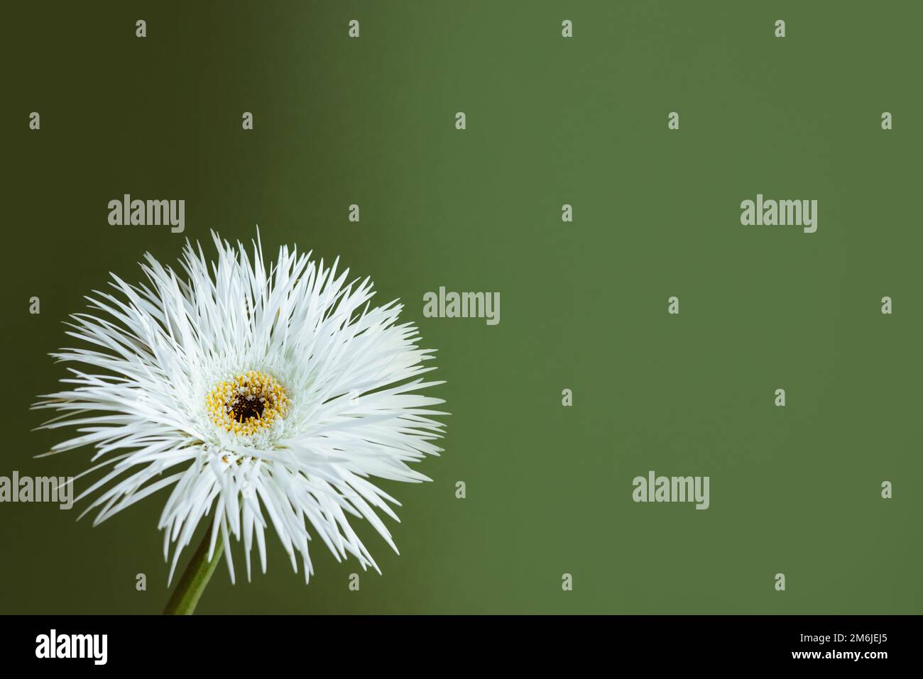 Un primo piano di una natura morta di fiore bianco su sfondo verde pastello, composizione estetica Foto Stock