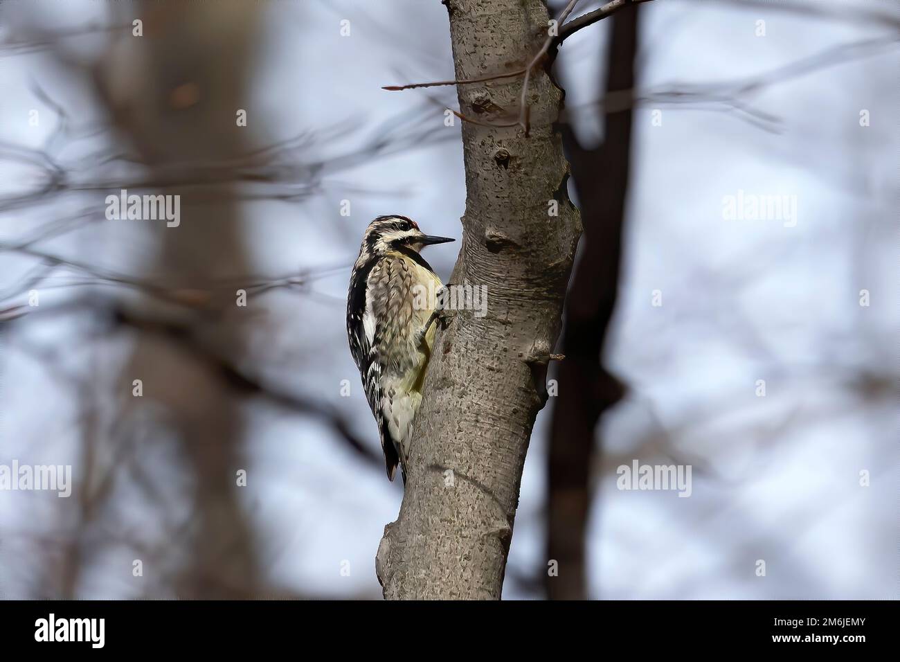 La zaffattiera dalla ventre gialla (Sphyrapicus varius) Foto Stock